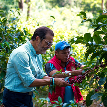 Load image into Gallery viewer, ’Panama Auromar【Lupao】