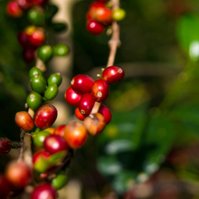 Load image into Gallery viewer, ’Panama Auromar【Lupao】