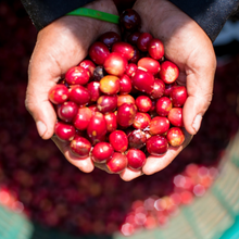 Load image into Gallery viewer, ’Panama Auromar【Lupao】