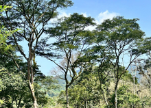 画像をギャラリービューアに読み込む, ’Ethiopia Wush Wush Washed