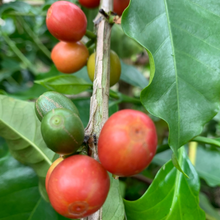 Load image into Gallery viewer, Colombia Santa Monica Ombligon