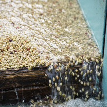 Load image into Gallery viewer, ’Rwanda Nkara 2024