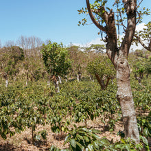 Load image into Gallery viewer, Costa Rica Corralillo