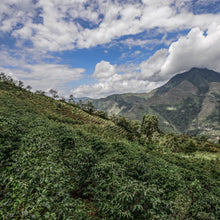 画像をギャラリービューアに読み込む, Peru Maximiliano Garcia#2【Geisha】