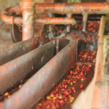 Load image into Gallery viewer, Kenya Kevote AB