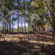 画像をギャラリービューアに読み込む, El Salvador CaféNor Pacamara