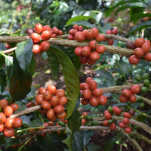 Load image into Gallery viewer, ’Colombia【Wush Wush】