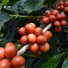 Load image into Gallery viewer, ’Colombia【Wush Wush】