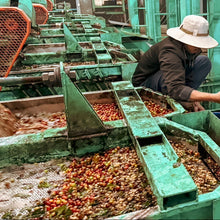 Load image into Gallery viewer, Myanmar Lat Pan Pin Catuai【Passion fruit】