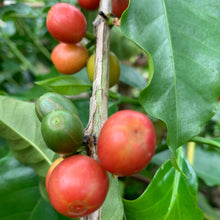 Load image into Gallery viewer, ’Colombia Jairo Arcila【Banana】