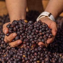 画像をギャラリービューアに読み込む, ’Panama Hartmann【Geisha Natural】