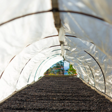 画像をギャラリービューアに読み込む, ’Panama Auromar Geisha