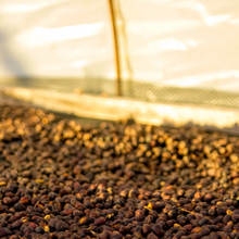 画像をギャラリービューアに読み込む, ’Panama Auromar Geisha