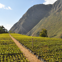 Load image into Gallery viewer, ’Bolivia Agro Takesi【Geisha Peaberry】