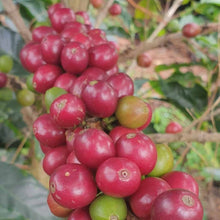 Load image into Gallery viewer, ’Colombia Granja Paraiso 92 Castillo