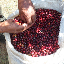 画像をギャラリービューアに読み込む, ’Costa Rica San Cristobal【COE#29】