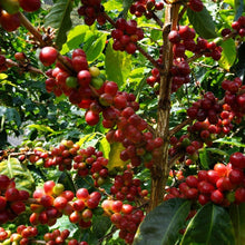 Load image into Gallery viewer, ’Panama Don Benjie【Geisha CM-6 El Velo Lot】