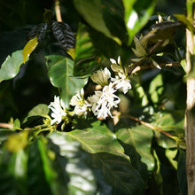 画像をギャラリービューアに読み込む, ’El Salvador Tres Pozos【Geisha】