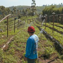 画像をギャラリービューアに読み込む, ’Indonesia Java Frinsa Estate