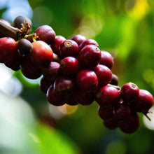 Load image into Gallery viewer, ’Guatemala Lomas Altas