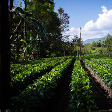 Load image into Gallery viewer, ’Guatemala Lomas Altas