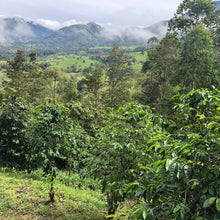 Load image into Gallery viewer, ’Panama Kalithea Geisha