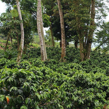 Load image into Gallery viewer, ’Honduras Parainema Honey Anaerobic