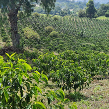 Load image into Gallery viewer, ’Colombia Granja Paraiso 92 【Geisha】