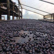 Load image into Gallery viewer, ’Colombia Red Anaerobic