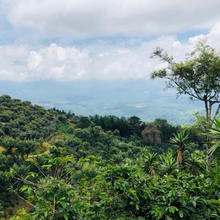 画像をギャラリービューアに読み込む, ’Guatemala Buena Vista Geisha