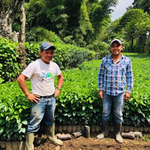 画像をギャラリービューアに読み込む, ’Guatemala Buena Vista Geisha