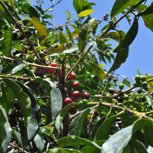 Load image into Gallery viewer, ’Bolivia Agro Takesi【Geisha Peaberry】
