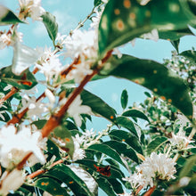 画像をギャラリービューアに読み込む, ’Colombia El Paraiso【Lychee Lot】