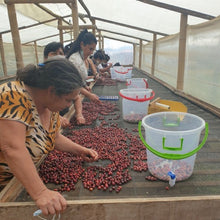 Load image into Gallery viewer, ’Colombia Granja Paraiso 92【Java】