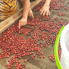 Load image into Gallery viewer, ’Colombia Granja Paraiso 92【Pink Bourbon】