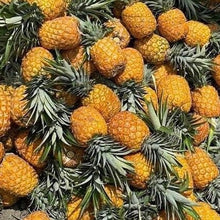 画像をギャラリービューアに読み込む, ’Colombia La Rivera【NIU】