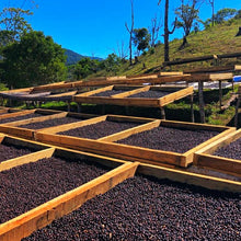 Load image into Gallery viewer, ’Panama Kalithea Geisha