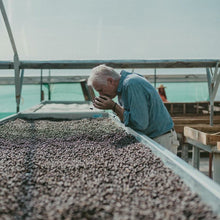 Load image into Gallery viewer, ’Panama Don Benjie【Geisha CM-6 El Velo Lot】