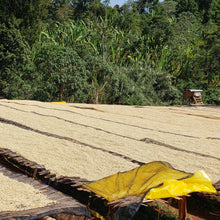 Load image into Gallery viewer, ’Ethiopia Arsosala