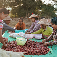 Load image into Gallery viewer, Myanmar Lat Pan Pin Catuai【Passion fruit】
