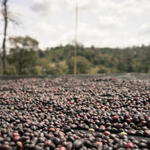 画像をギャラリービューアに読み込む, Ethiopia Chelbesa Natural
