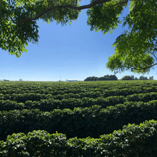 画像をギャラリービューアに読み込む, Brazil Fazenda Chapadão

