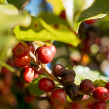 画像をギャラリービューアに読み込む, Brazil Fazenda Chapadão
