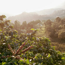 Load image into Gallery viewer, Colombia Los Patios Geisha【Peach】
