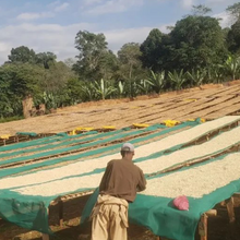 Load image into Gallery viewer, Ethiopia Lalesa Washed
