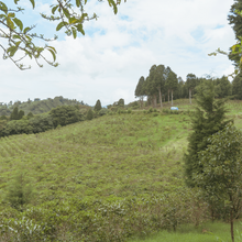 画像をギャラリービューアに読み込む, Costa Rica Volcan Azul SL28 Anaerobic Natural
