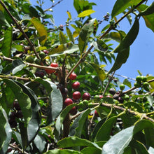 Load image into Gallery viewer, ’Bolivia Agro Takesi【Geisha Peaberry】
